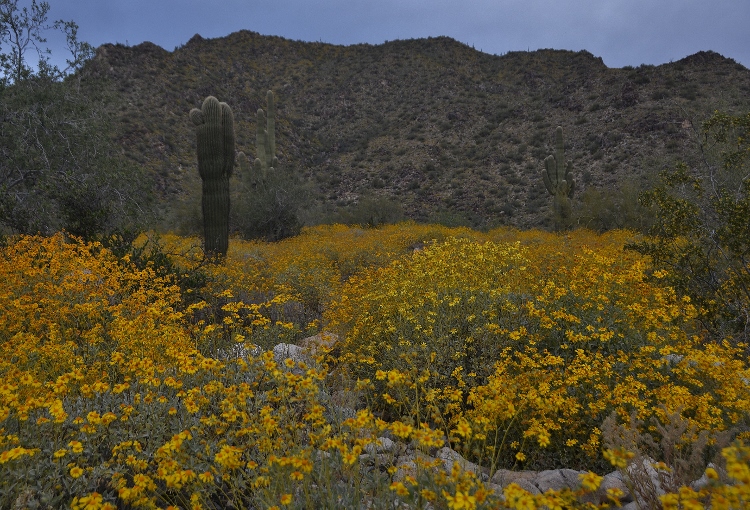 hills with brittlebush